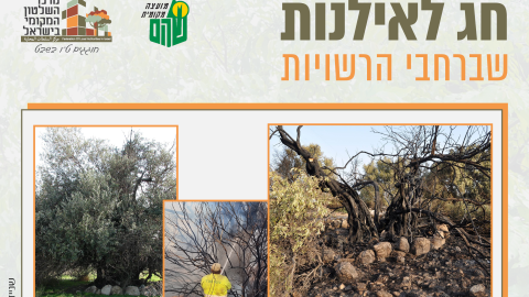 16153_tu_bishvat_rashuyot01.png